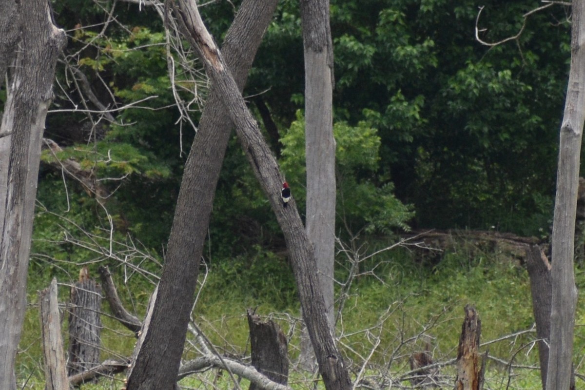Red-headed Woodpecker - ML618976150