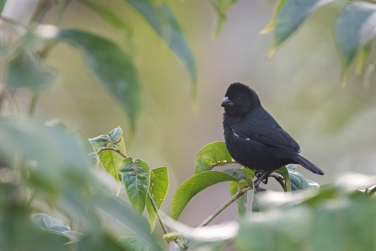 Variable Seedeater - ML618976156