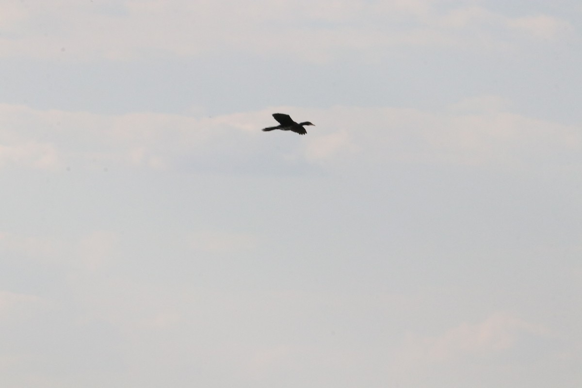 Long-tailed Cormorant - ML618976161