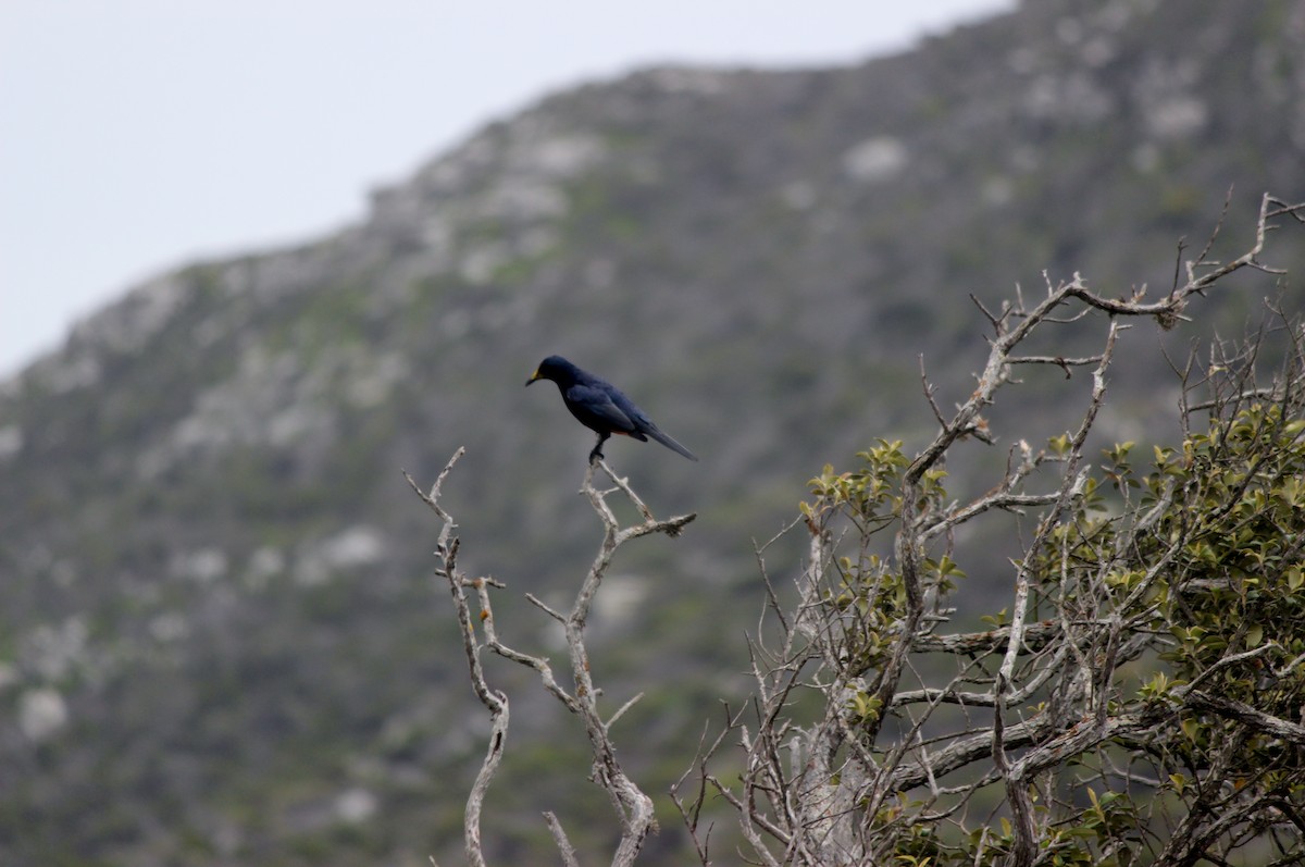Red-winged Starling - ML618976173