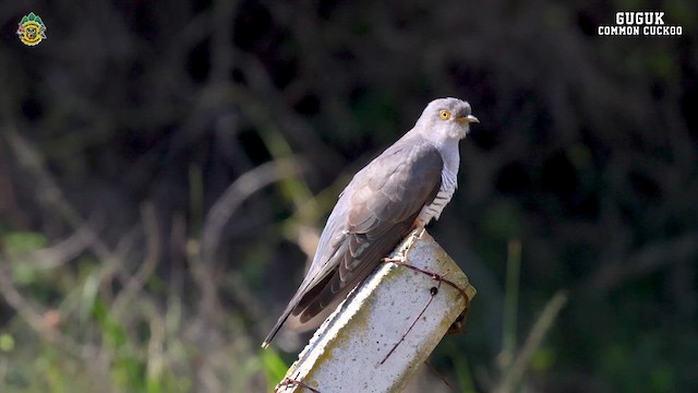 Common Cuckoo - ML618976188