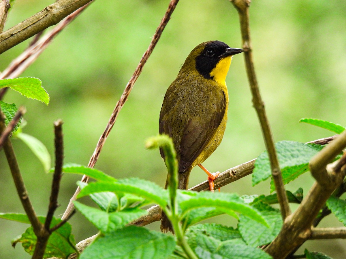 Olive-crowned Yellowthroat - ML618976203