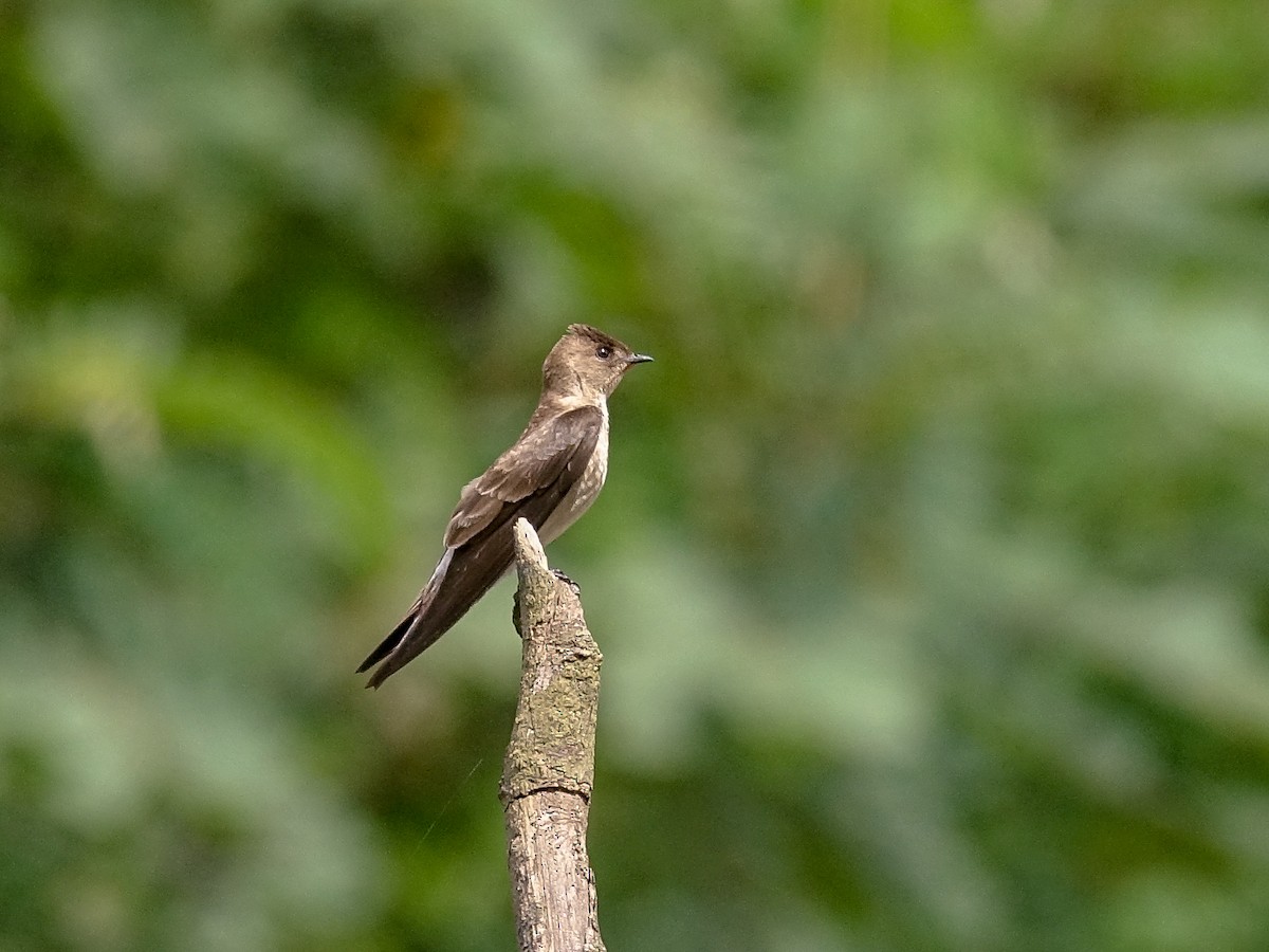 Southern Rough-winged Swallow - ML618976216