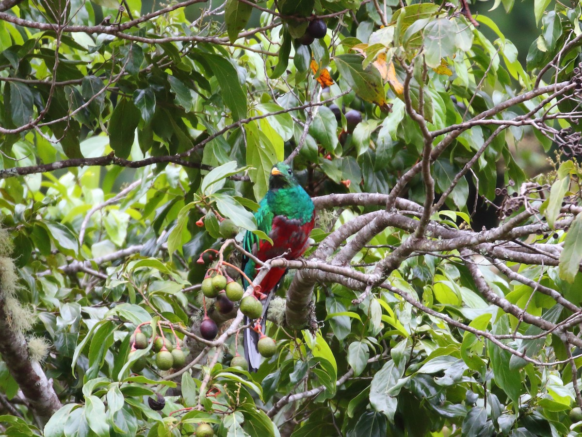 Quetzal Guatemalteco - ML618976224