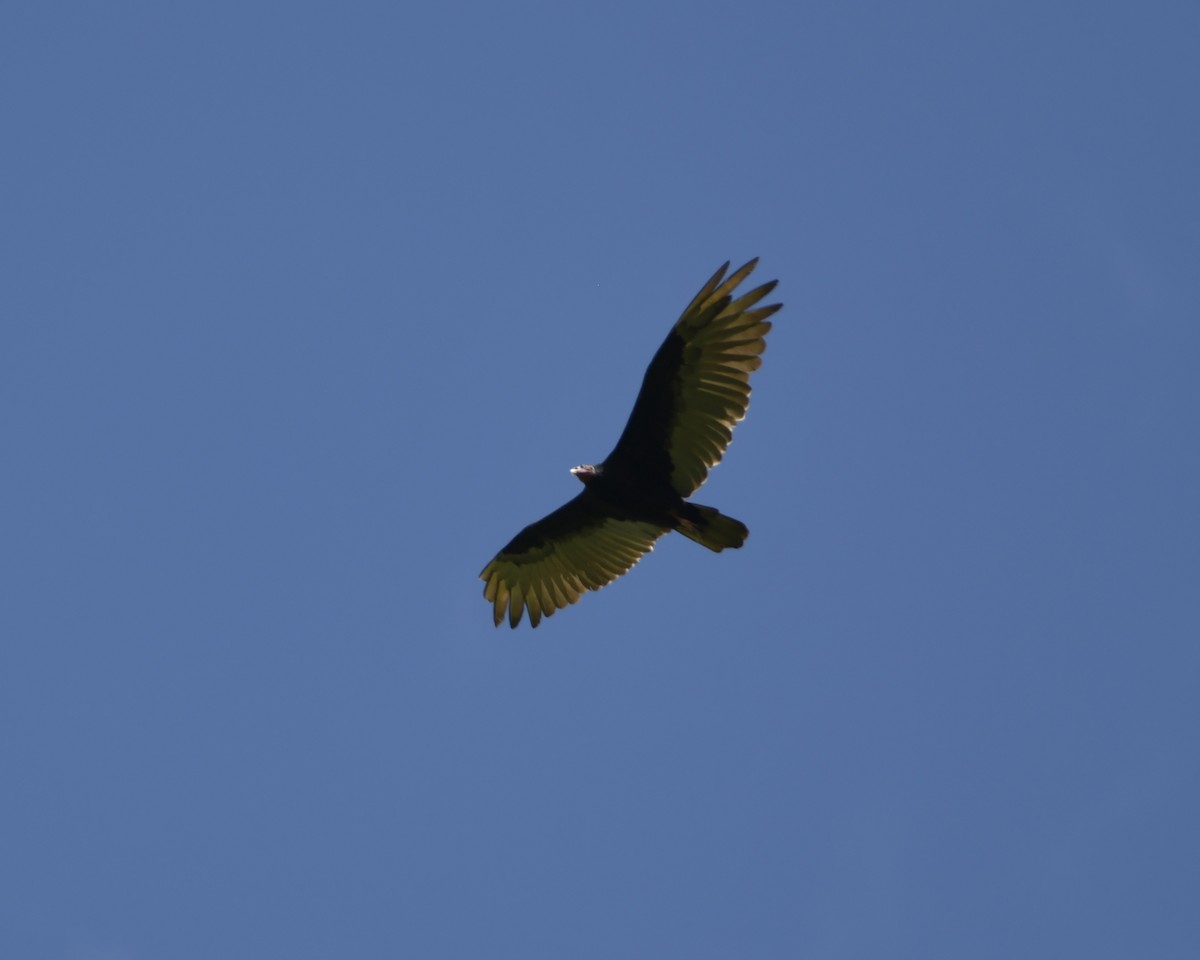 Turkey Vulture (Tropical) - Experiencia Naturaleza Edwin Avella