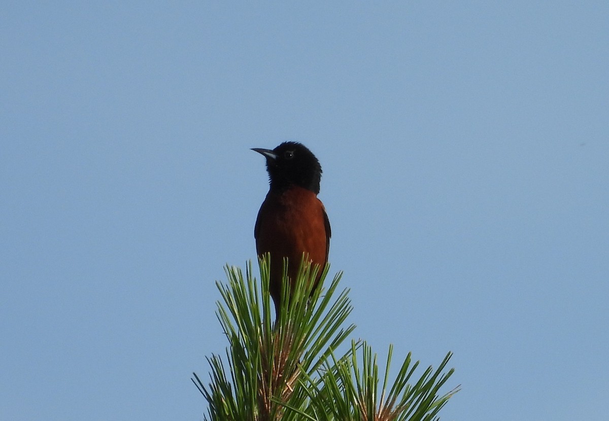 Orchard Oriole - ML618976269