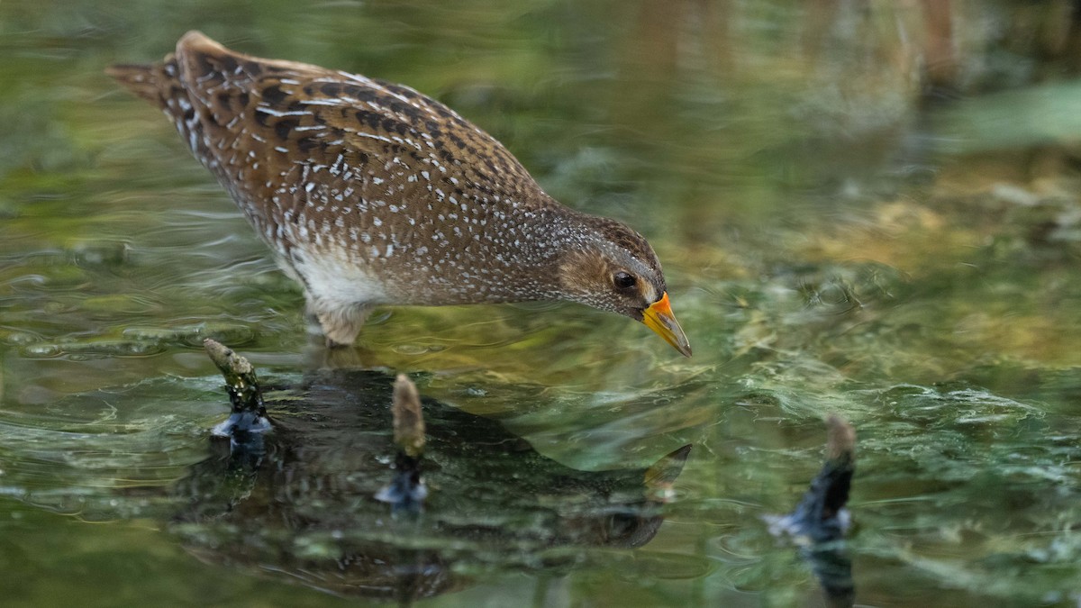 Spotted Crake - ML618976273
