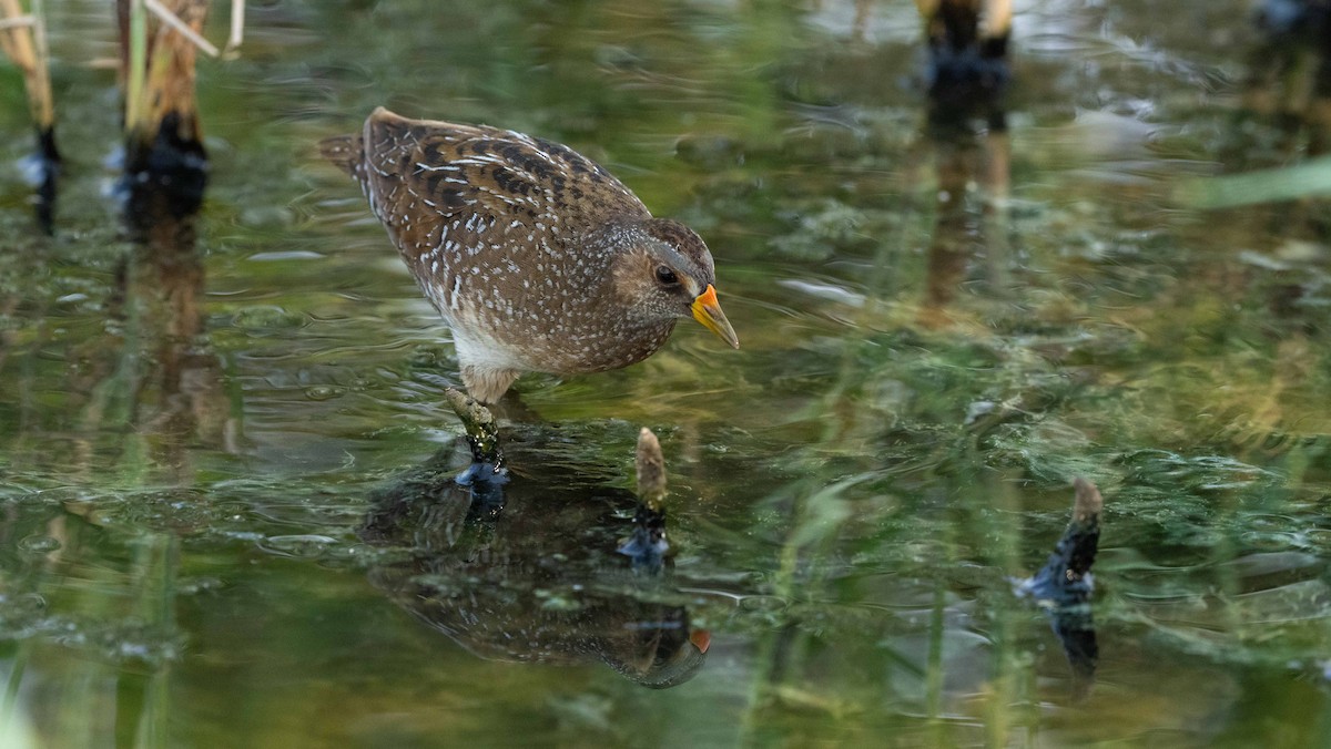 Spotted Crake - ML618976274