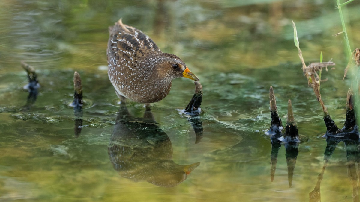 Spotted Crake - ML618976275