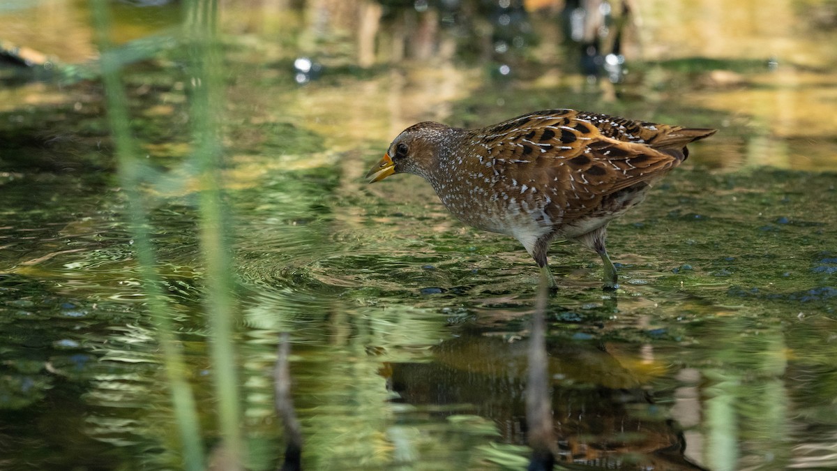 Spotted Crake - ML618976277