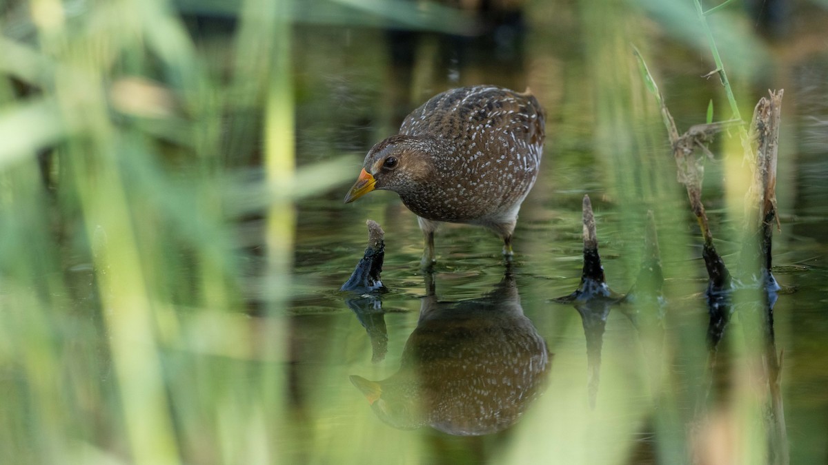 Spotted Crake - ML618976278