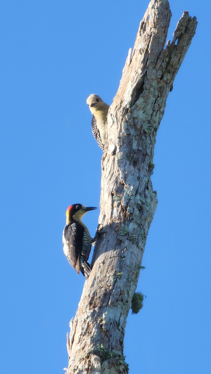 Beautiful Woodpecker - ML618976329