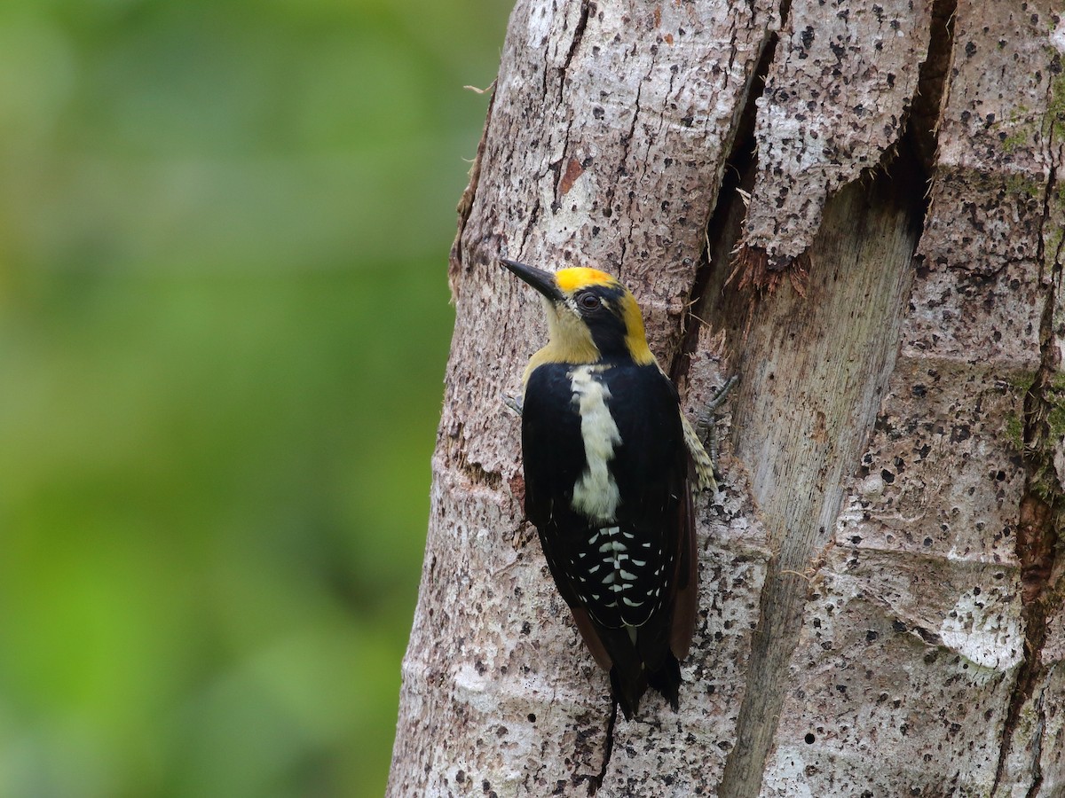 Golden-naped Woodpecker - ML618976340