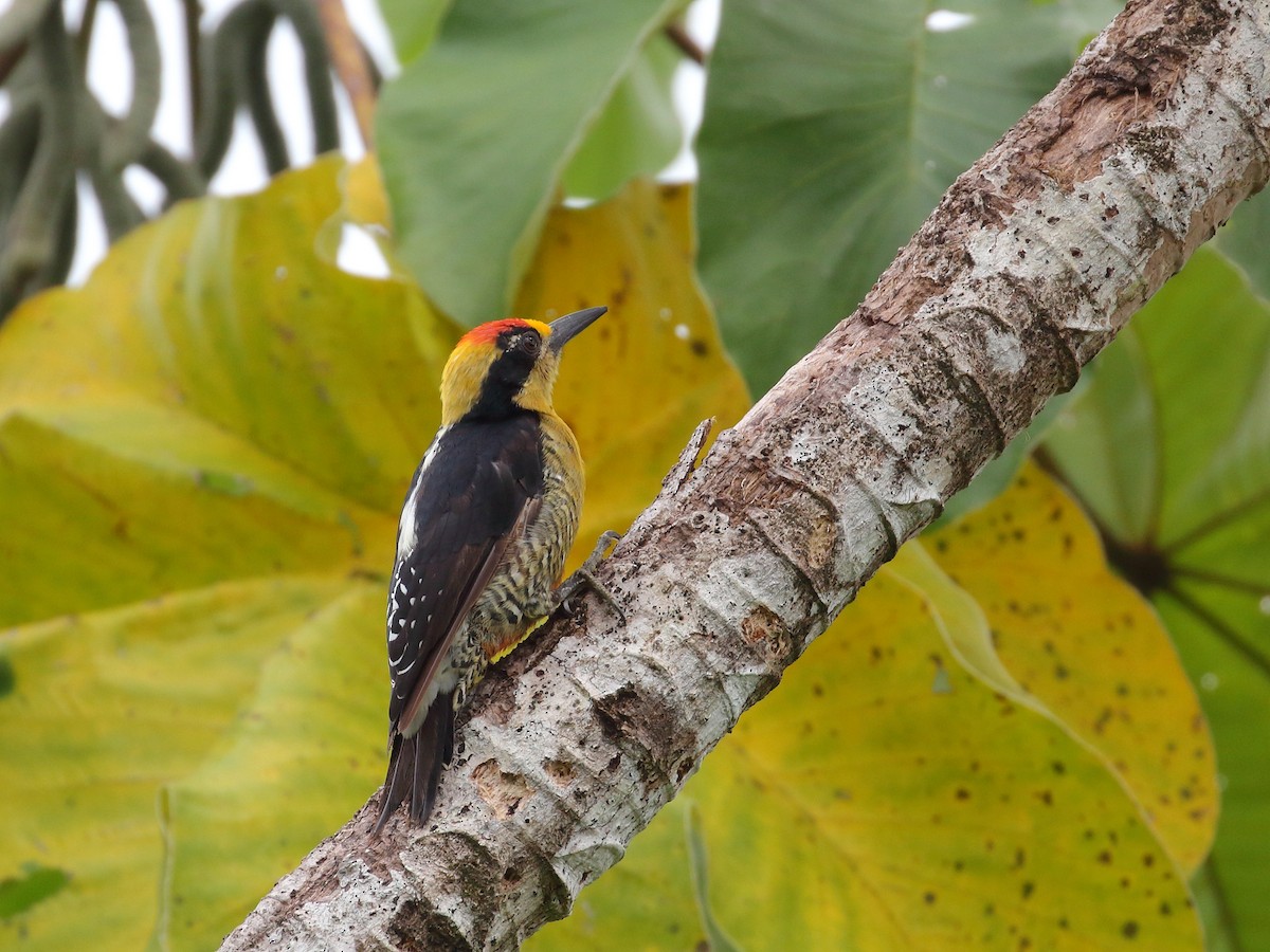 Golden-naped Woodpecker - ML618976347