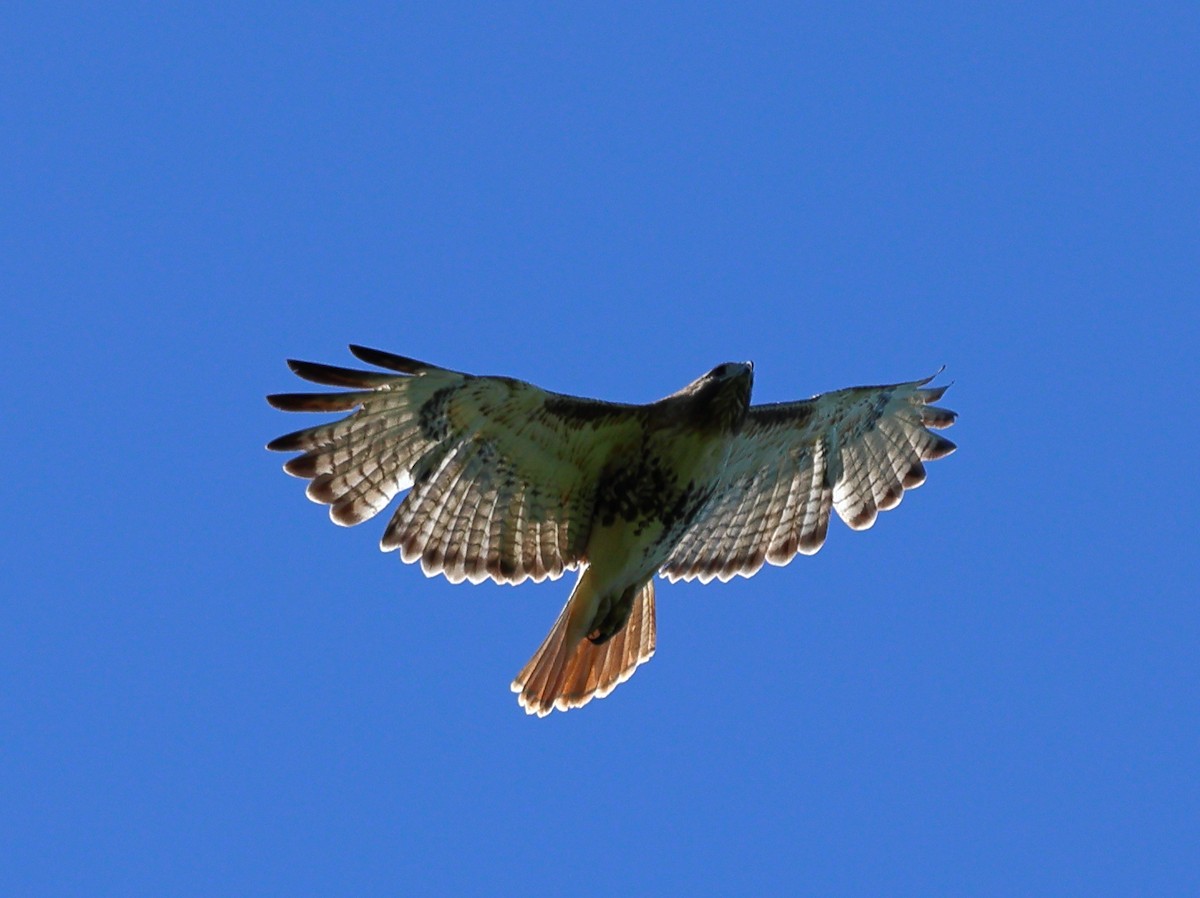 Red-tailed Hawk - Nik Teichmann