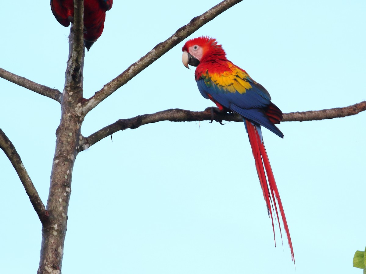 Scarlet Macaw - ML618976415