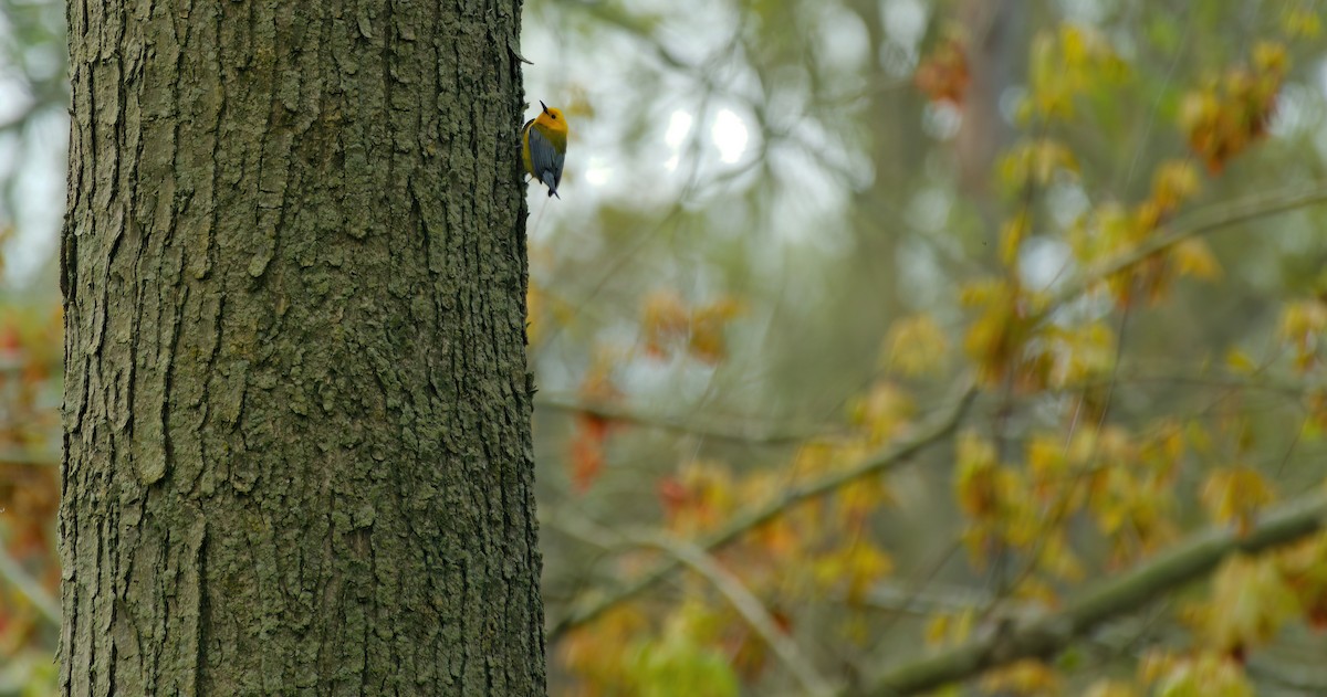 Prothonotary Warbler - ML618976432