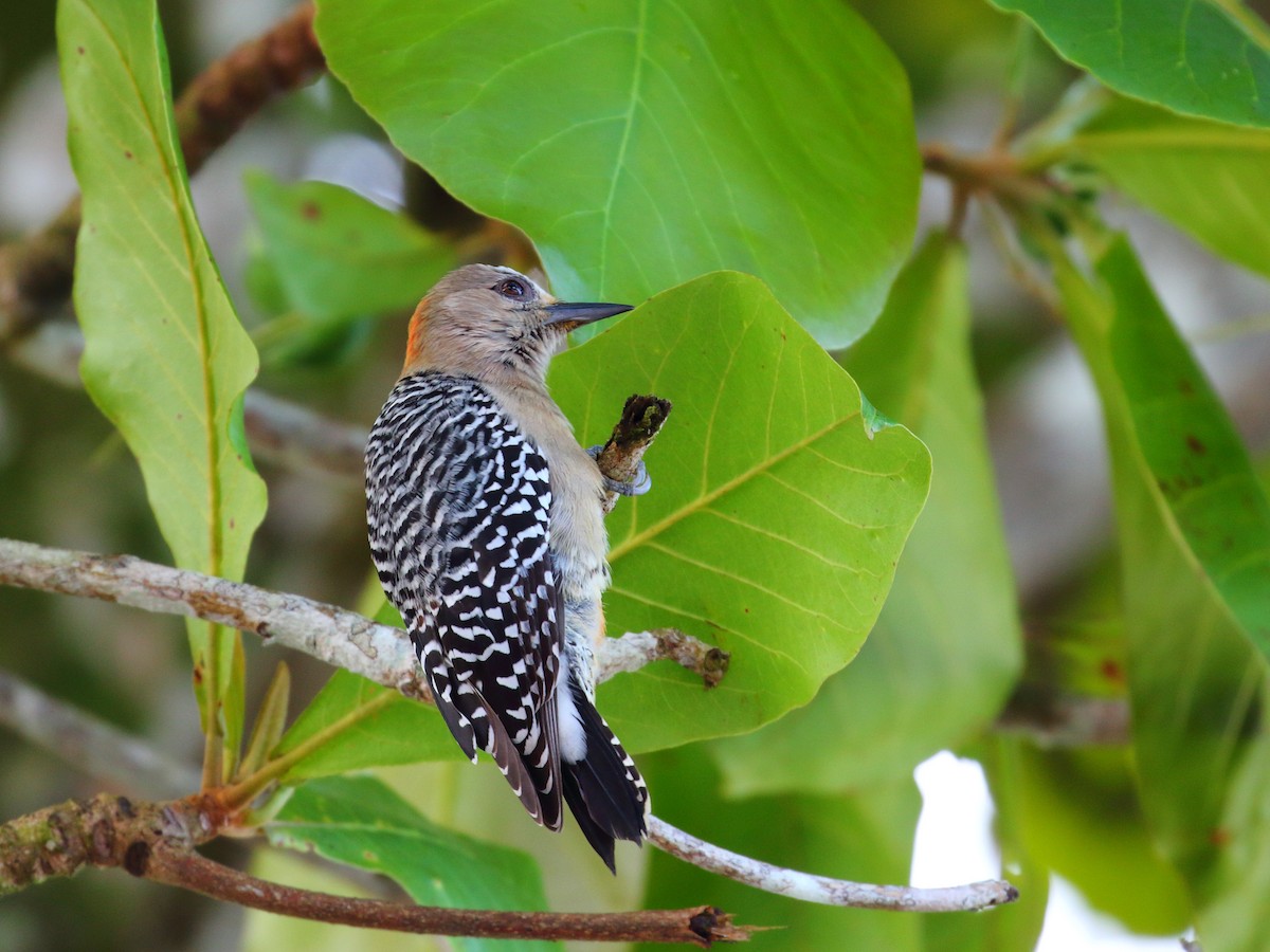 Red-crowned Woodpecker - ML618976509
