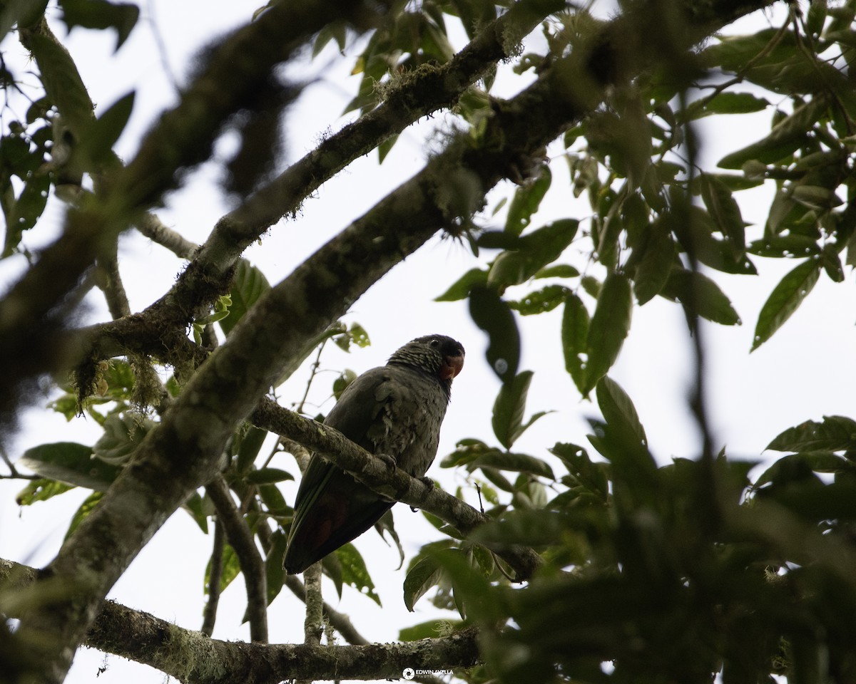 Red-billed Parrot - ML618976522
