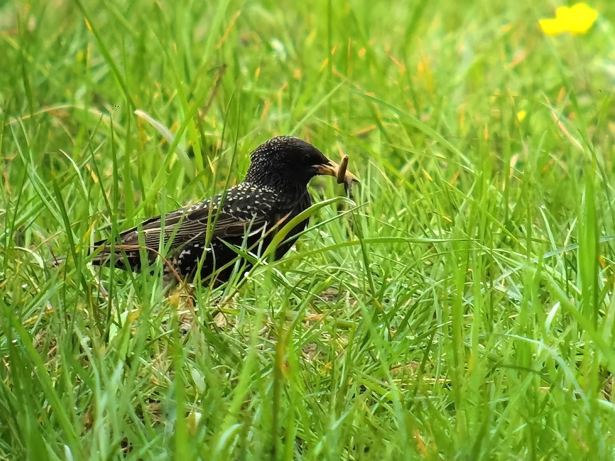 European Starling - Peter Milinets-Raby