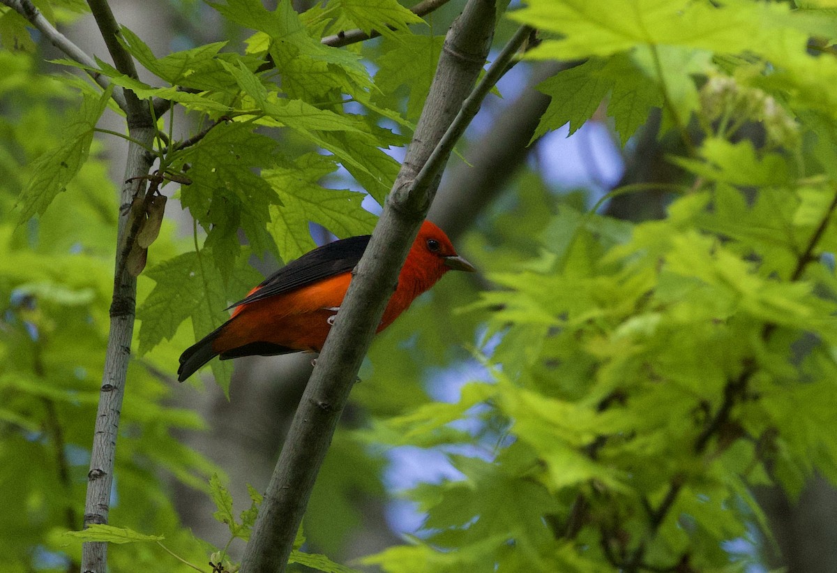 Scarlet Tanager - ML618976536