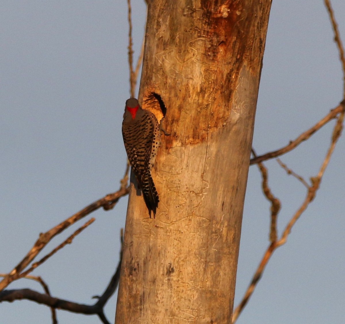 Red-bellied Woodpecker - ML618976605