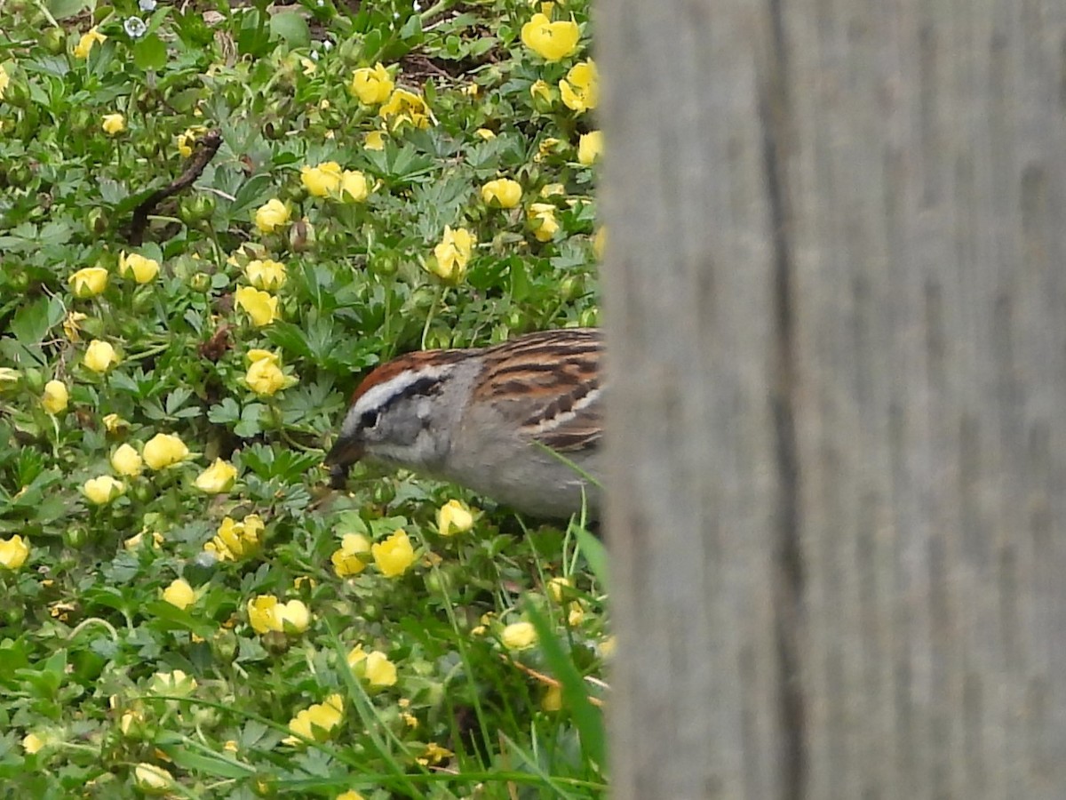Chipping Sparrow - ML618976724