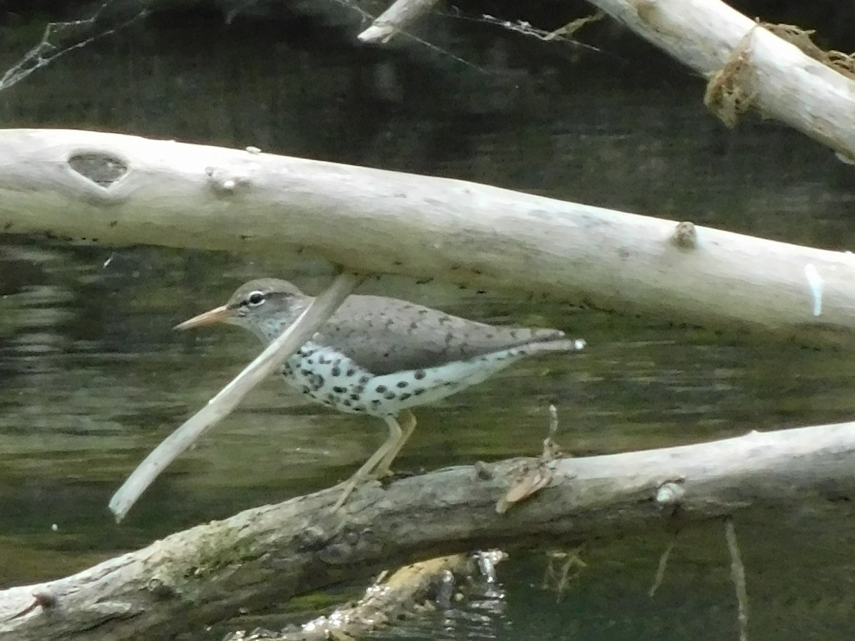 Spotted Sandpiper - Billy Falls