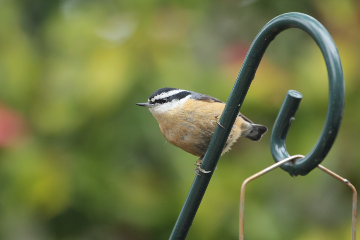 Red-breasted Nuthatch - ML618976758