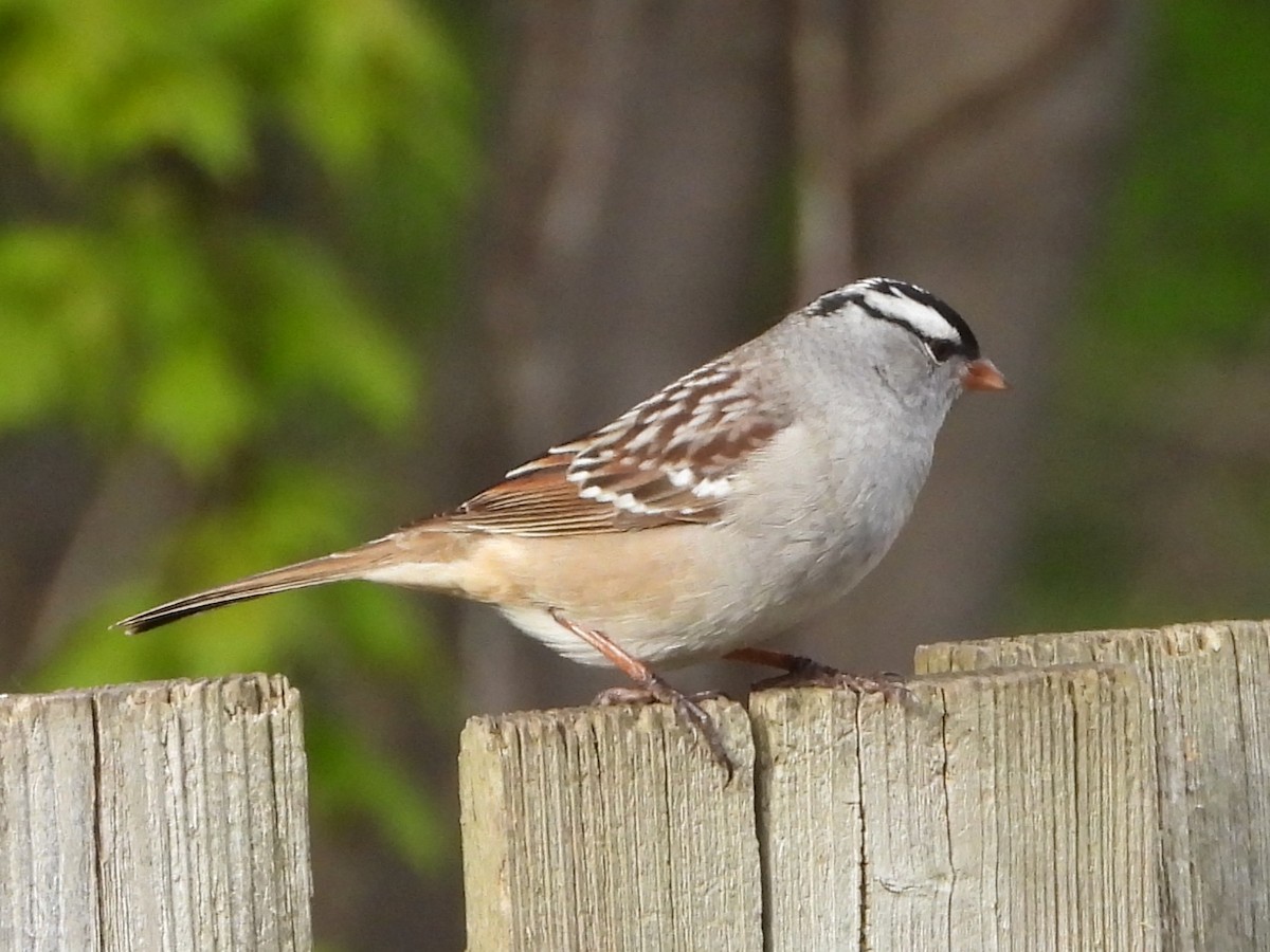 White-crowned Sparrow - Daniel Coderre
