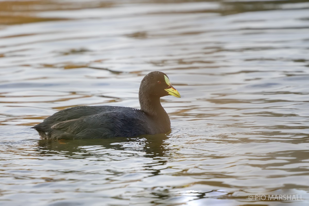 Red-gartered Coot - ML618976761