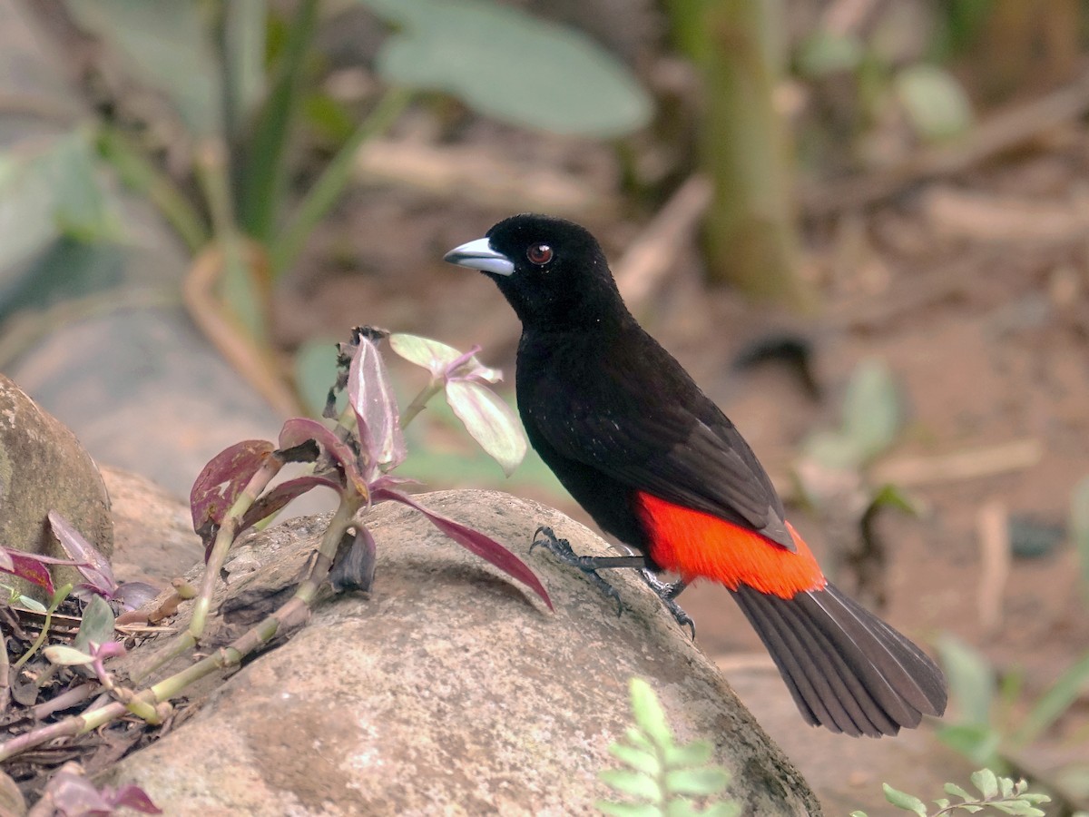 Scarlet-rumped Tanager - Stéphane  Thomin