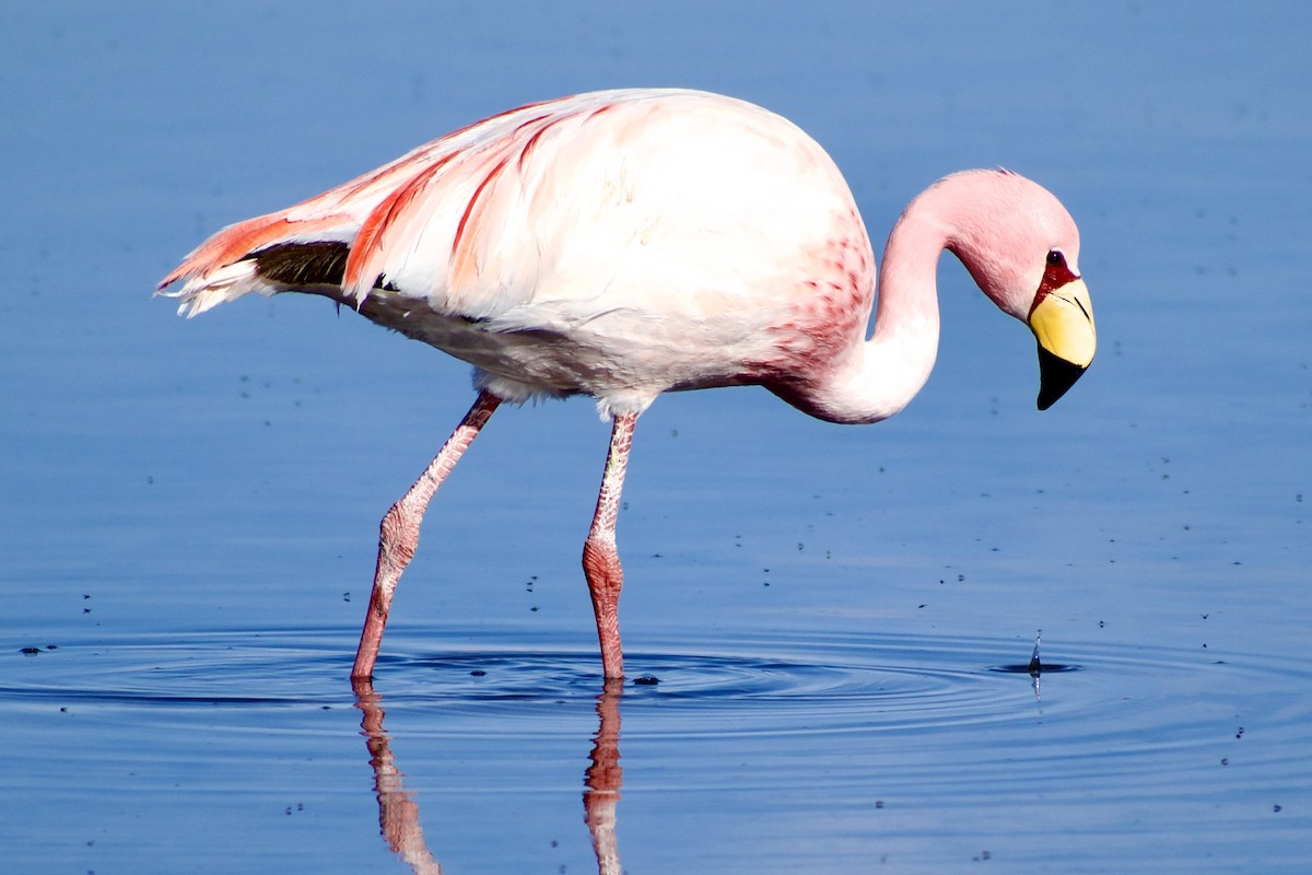 James's Flamingo - ML618976800