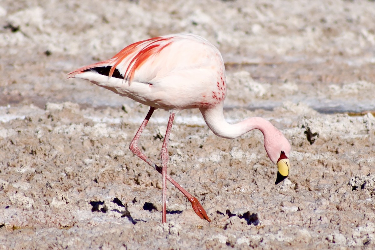James's Flamingo - ML618976801