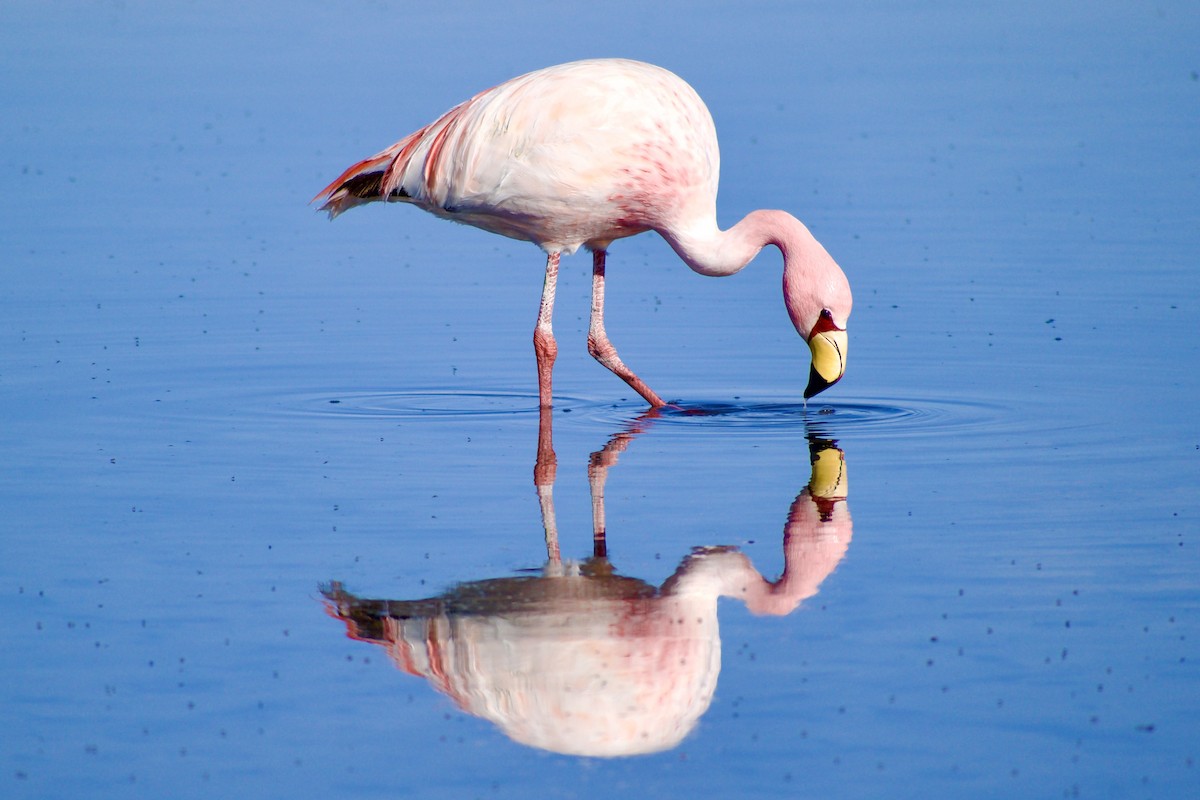 Puna Flamingosu - ML618976803