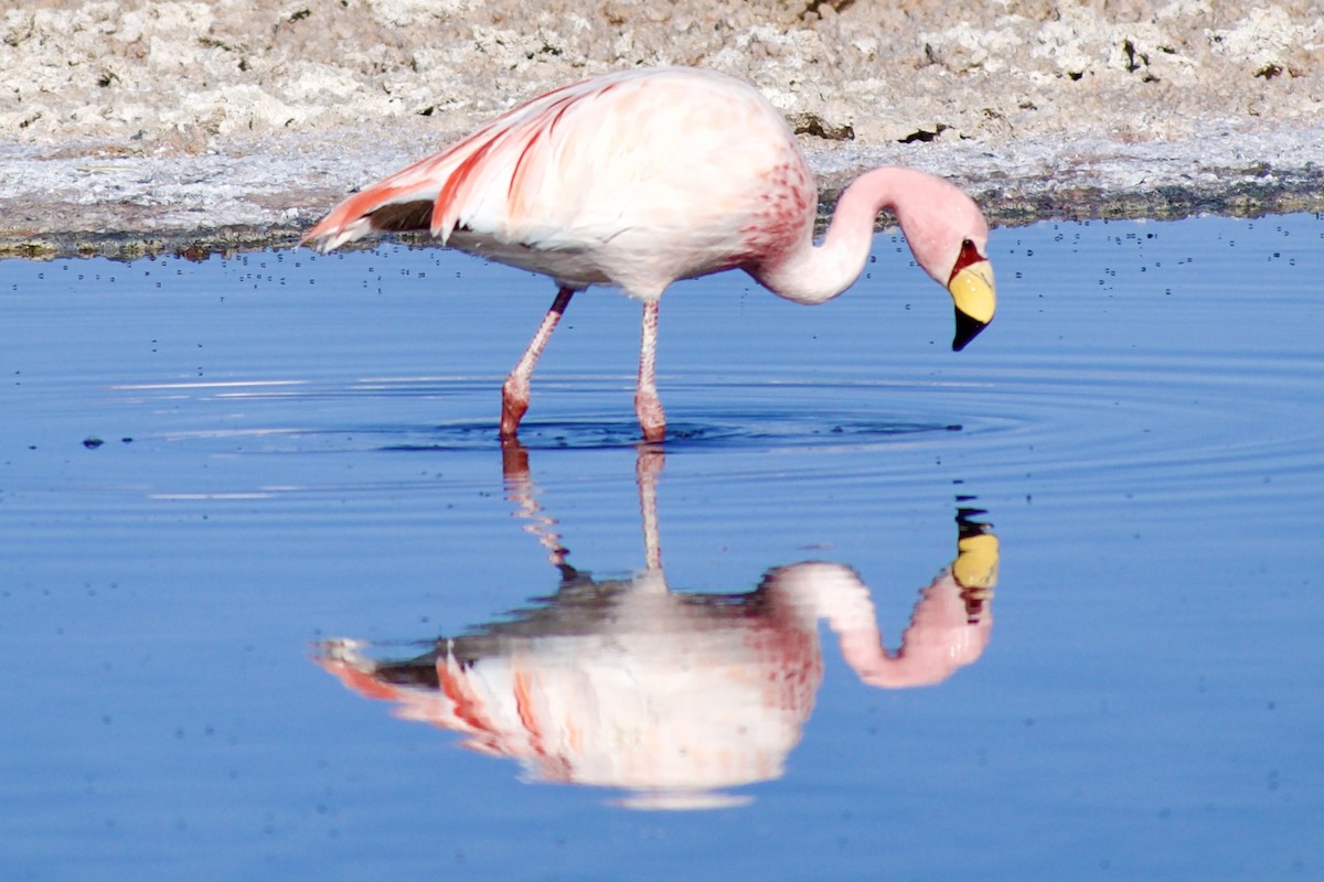 Puna Flamingosu - ML618976804