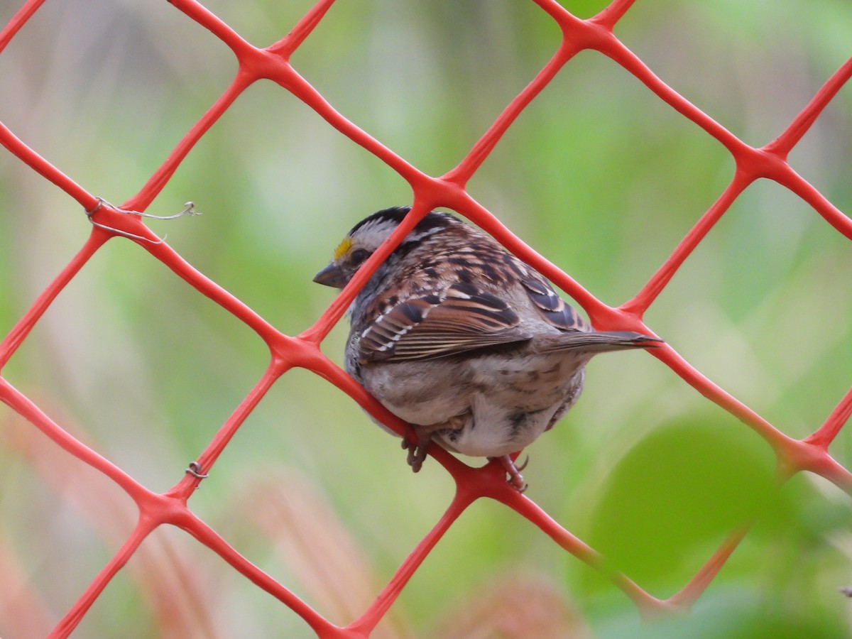 White-throated Sparrow - ML618976811