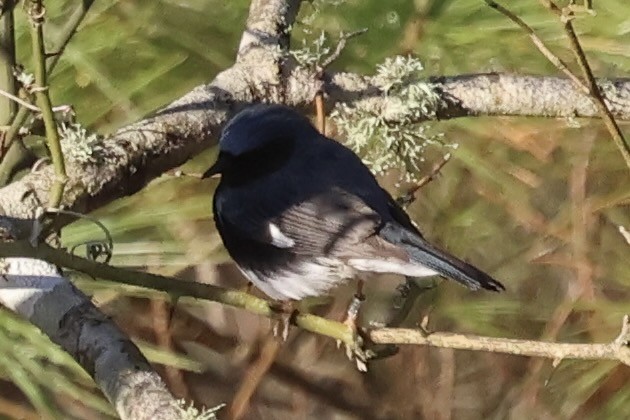 Black-throated Blue Warbler - Warren Mumford