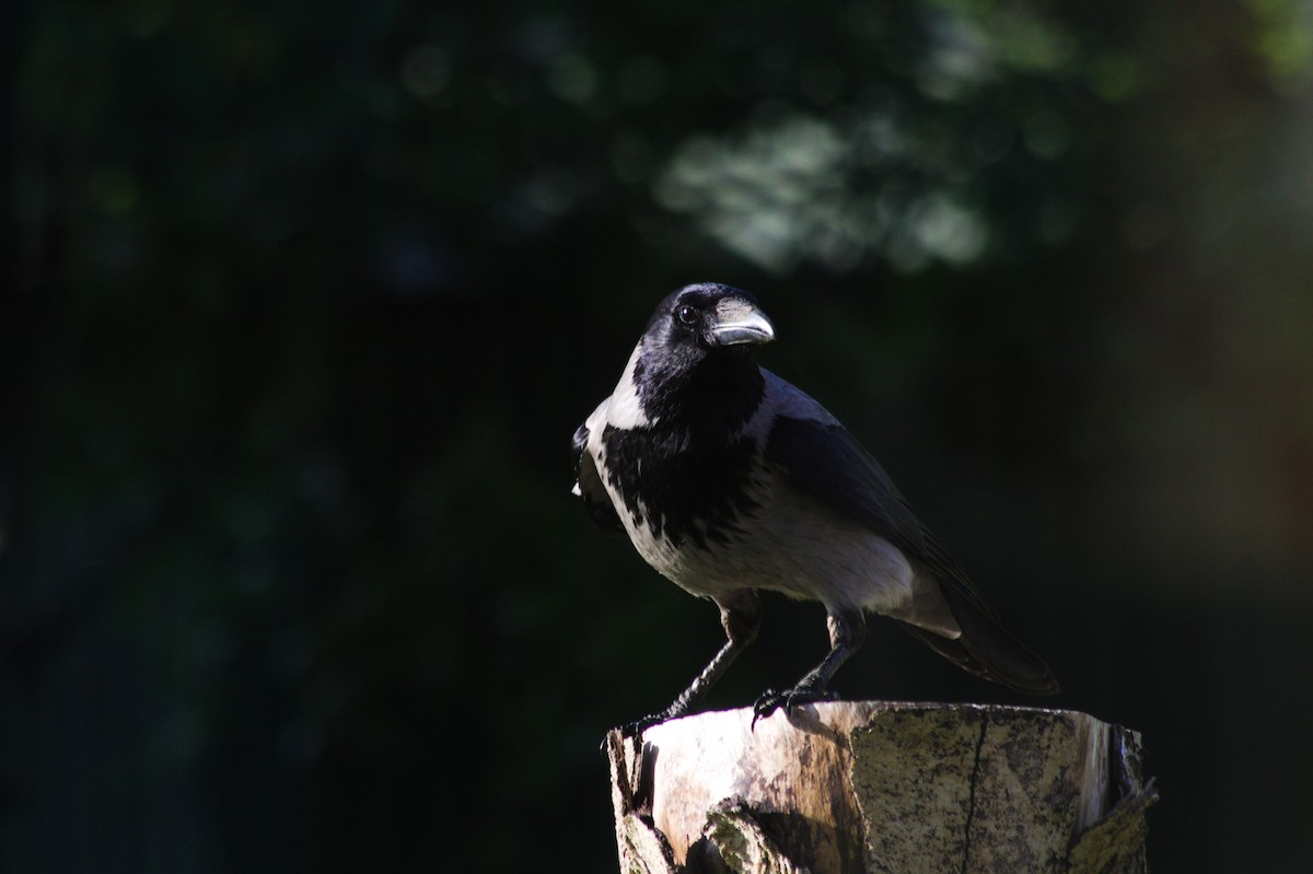 Hooded Crow - ML618976818
