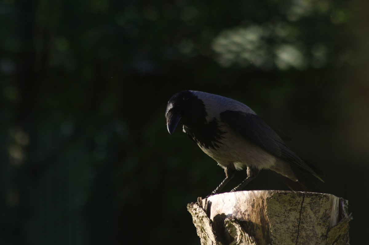 Hooded Crow - ML618976819