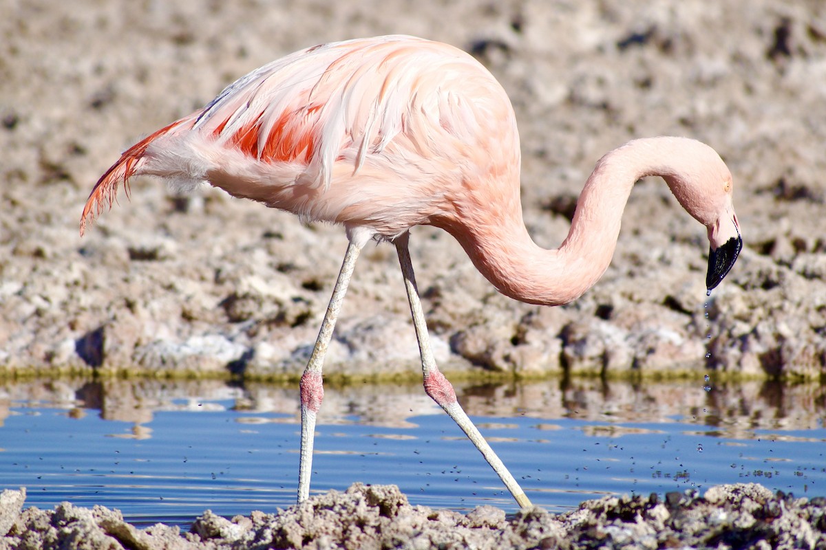 Chilean Flamingo - ML618976830