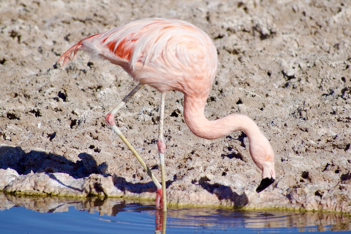 Chilean Flamingo - ML618976831
