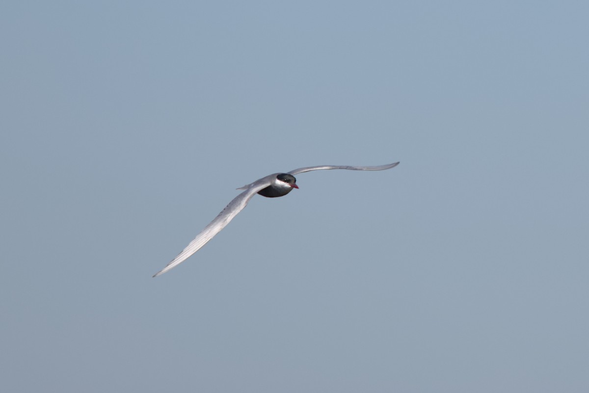 Weißbart-Seeschwalbe - ML618976861