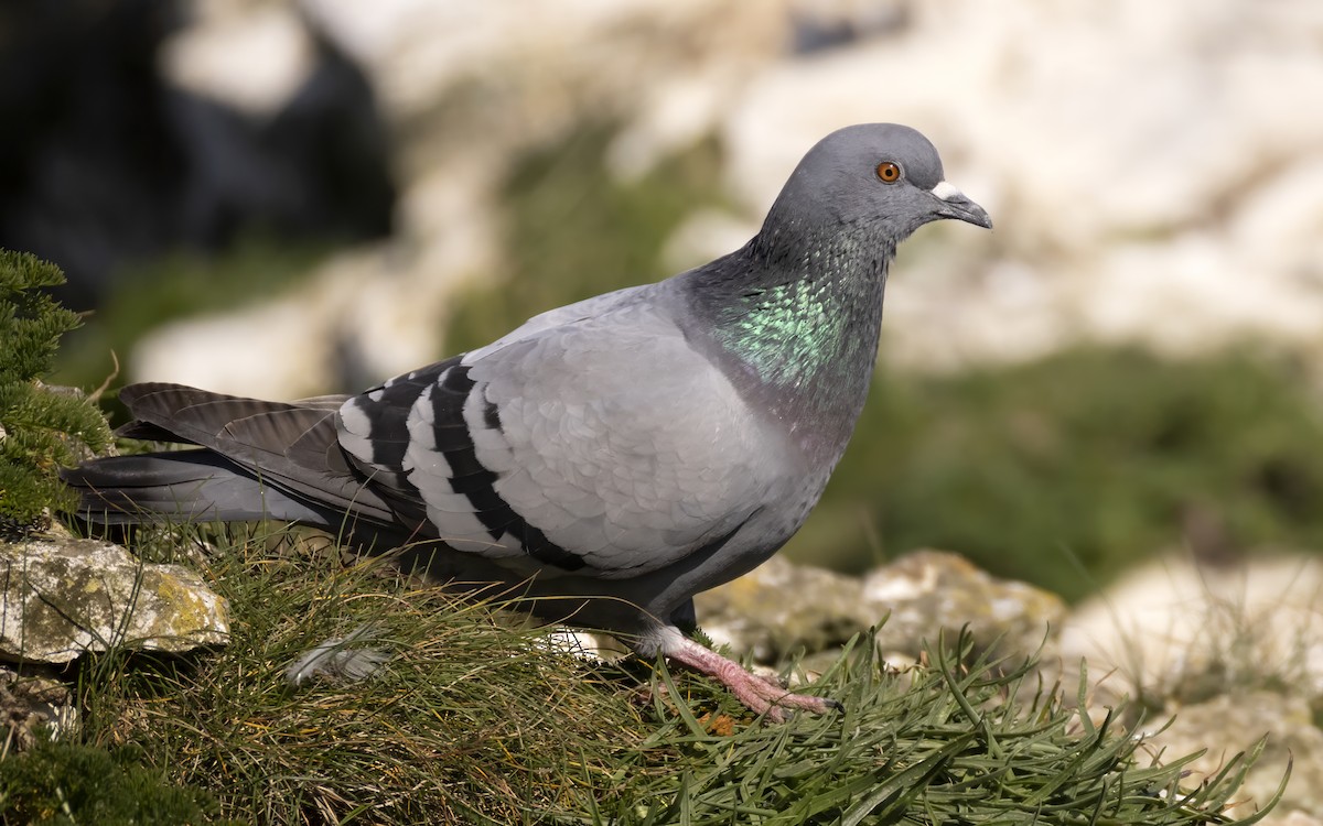 Rock Pigeon (Feral Pigeon) - Bob  Wood