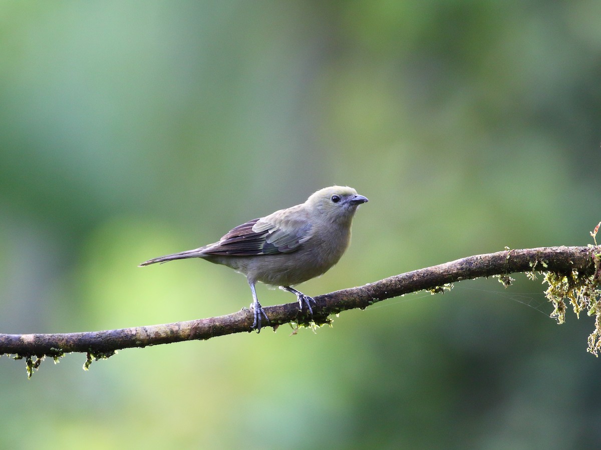 Palm Tanager - ML618976911