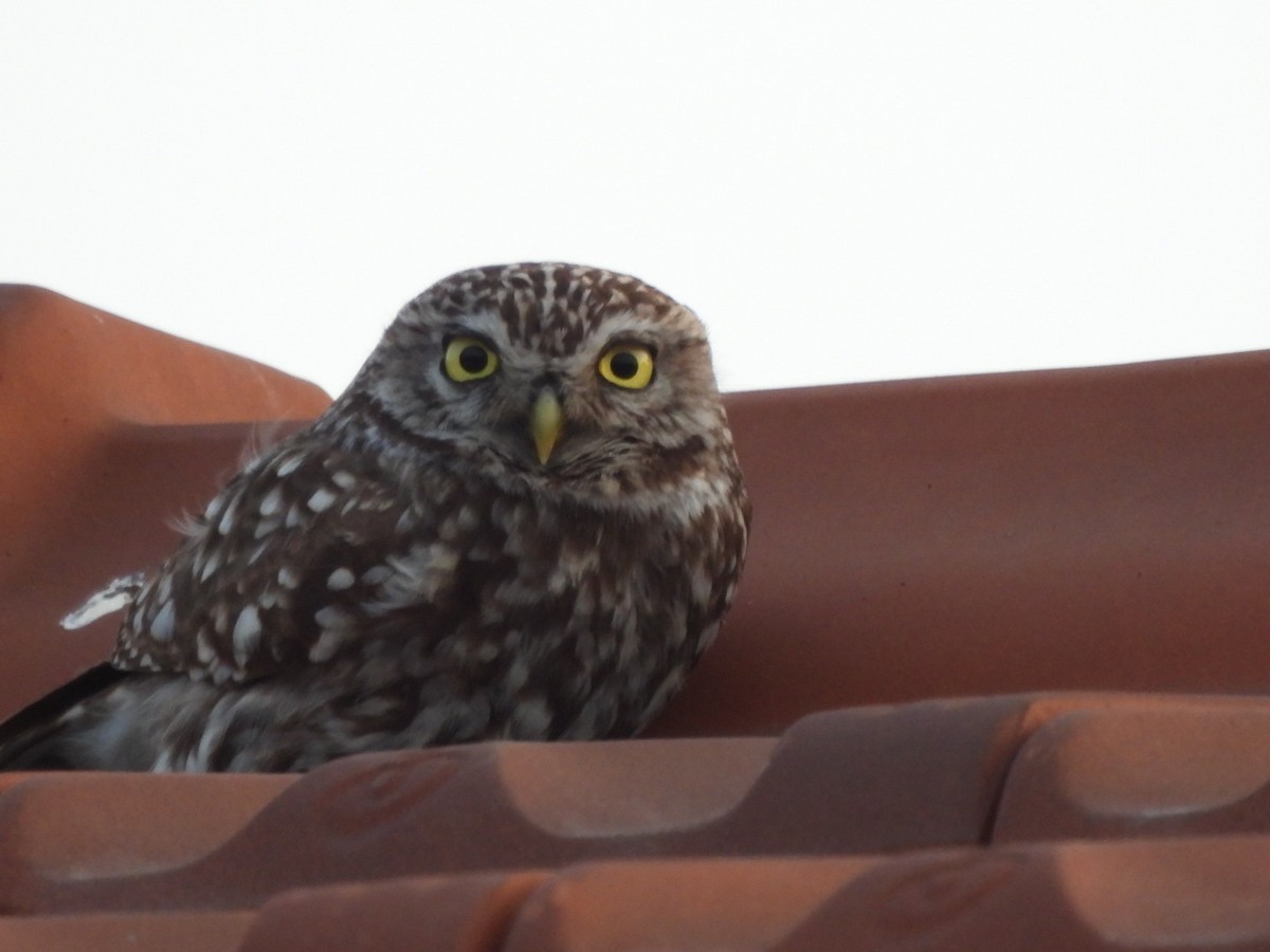 Little Owl - karen  leonhardt