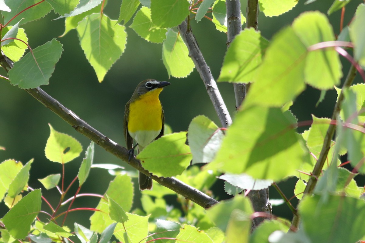 Yellow-breasted Chat - ML618976941
