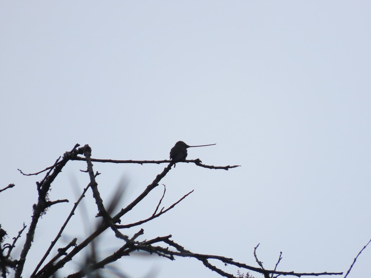 Sword-billed Hummingbird - ML618976949