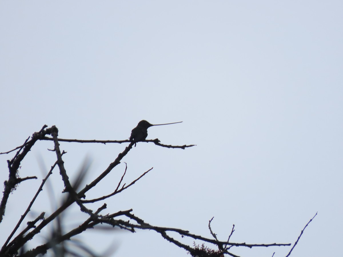 Sword-billed Hummingbird - ML618976950