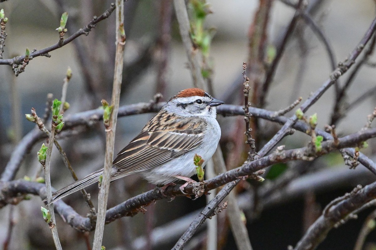 Chipping Sparrow - ML618976973
